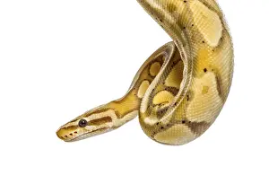 Studio Shot Insect Drucke: Close-up of a firefly python, isolated on white
