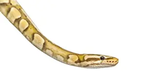 Wild Animal Depiction Drucke: Close-up of a firefly python, isolated on white