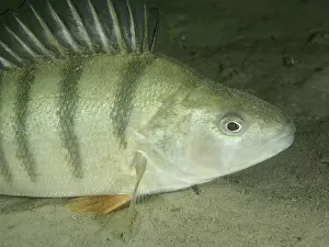Drucke von Naheansicht eines Fisches mit gestreiftem Muster, Barsch (Perca fluviatilis), Barsch auf sandigem Grund Flussbarsch Drucke: Nahaufnahme eines Fisches mit gestreiftem Muster.