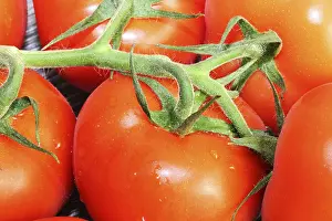 Close Up Tomatoes Drucke: Close-up of fresh tomatoes