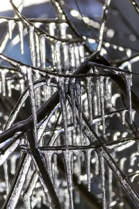Deserted Winter Scene Drucke: Close-up of frozen tree branches