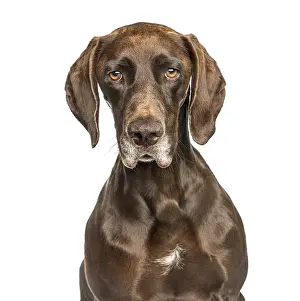 Domestic Animal Breed Image Drucke: Close-up of German Shorthaired Pointer