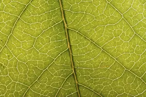 Green Leaf Close Up Drucke: Close-up of a green leaf