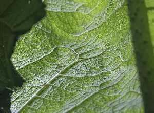 Close Up Of A Leaf Drucke: Close-up of a green leaf with clearly recognisable structure