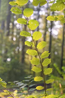 Central Europe Forest Landscapes Drucke: Close-up of a green leaf in the forest light