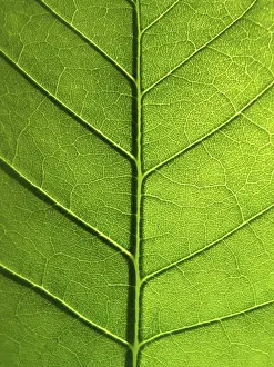 Green Leaf Close Up Drucke: Close-up of green leaf texture
