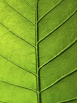 Green Leaf Pattern Drucke: Close-up of green leaf texture
