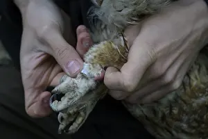 North Rhine Westphalia Bird Photography Drucke: Close-up of hands attaching a ring to an eagle owl (Bubo bubo)