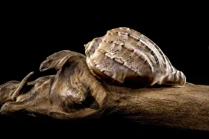 Bilder Datiert 18. Dezember 2024: Nahaufnahme einer Harpa amouretta- Schnecke mit feinen Mustern.