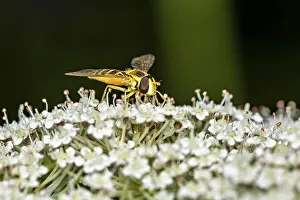 White Flower Details Drucke: Close-up of a hoverfly on white flowers