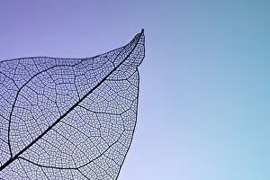 Leaf Skeleton Drucke: A close-up image of a leaf skeleton showing intricate vein patterns against a gradient background