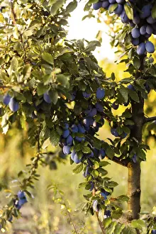 Warm Sunlight Photography Drucke: Close-up image of ripe