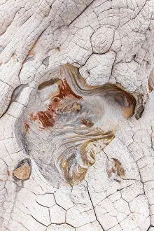 Abstract Patterns In Nature Drucke: Close-up image showcasing the stunning