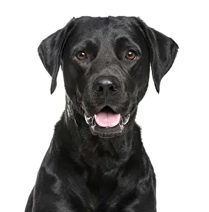 Pedigree Dog Photo Drucke: Close-up of a Labrador in front of a white background