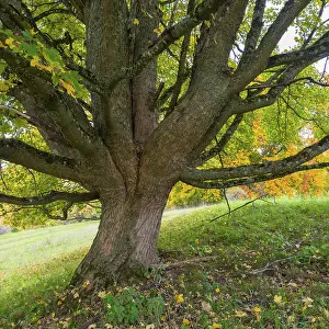 Uninhabited German Forest Scene Drucke: Close-up of a large tree with sprawling branches