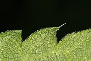 Close Up Leaf Drucke: Close-up of a leaf