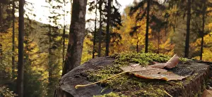 Hiking In Autumn Drucke: Close-up of a leaf on a tree stump