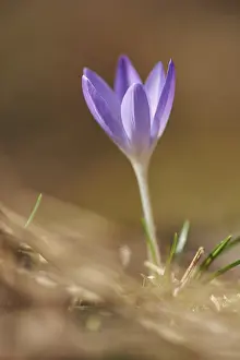 Bavaria Spring Flowers Drucke: Close-up of lilac Crocus blooming in spring