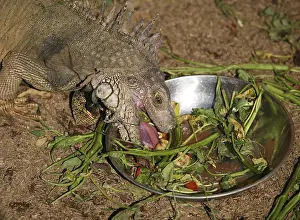 Komodo National Park Wildlife Drucke: Close-up of the lizard during meal