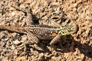 Drucke von Nahaufnahme eines Leguans auf einem Felsen, der sich mit seinem Muster tarnend verhält, Der Siedleragame in Twyfelfontein in Namibia (Agama agama) Fotorealistische Kunstwerke Drucke: Ein Lurch auf einem Felsen.