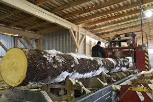 Timber Industry Production Drucke: Close-up of log and worker controls machine on background
