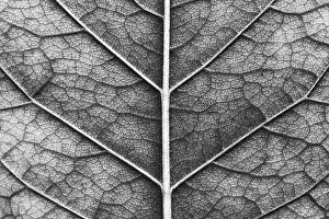 Agricultural Ecology Images Drucke: Close-up of macro texture of leaf