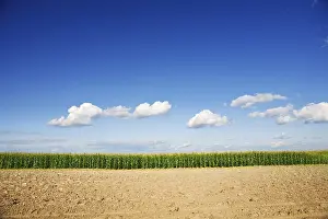 Blue Sky With Clouds Image Drucke: Close-up of a maize field