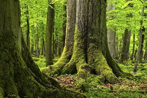 European Beech Trees Drucke: Close-up of the moss-covered trunks of huge
