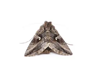 White Background Wildlife Drucke: Close-up moth isolated on a white background