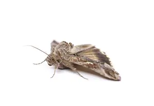 Pterygote Insect Details Drucke: Close-up moth isolated on a white background