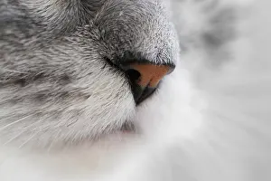 Feliformia Animal Image Drucke: Close-up of a nose of a cat