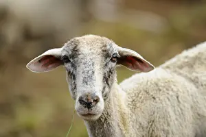 Close Up Sheep Drucke: A close-up of an older sheep with a rustic background