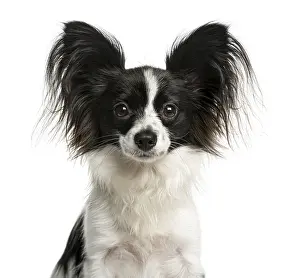Studio Shot Of A Hound Drucke: Close-up of a Papillon in front of a white background