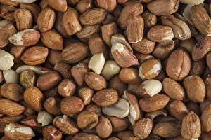 Winter Bird Food Drucke: Close-up of pealed peanuts, groundnuts