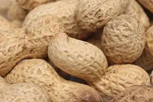 Legume Plant Drucke: Close-up of some peanuts. background of some peanuts