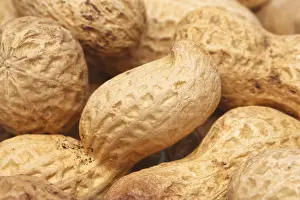 Legume Plant Drucke: Close-up of some peanuts. background of some peanuts