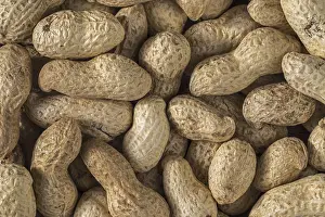 Winter Bird Food Drucke: Close-up of peanuts, groundnuts