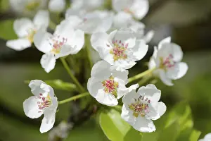 Deciduous Tree Blooms Drucke: Close-up of pear tree blossoms in spring