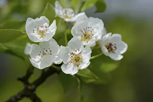 Deciduous Tree Close Up Drucke: Close-up of pear tree blossoms in spring