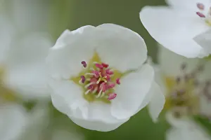 Fruit Growing In Europe Drucke: Close-up of pear tree blossoms in spring