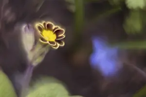 Hesse Germany Flowers Drucke: Close-up of a primrose (Primula)