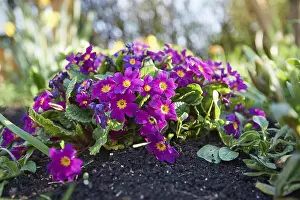 Deserted Spring Blooms Drucke: Close-up of Primula blossoms in spring
