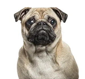 Isolated White Background Animal Drucke: Close-up of Pug looking at camera