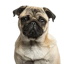 Studio Shot Of A Pug Drucke: Close-up of a Pug in front of a white background