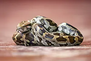 Wildlife Photography Sri Lanka Drucke: Close-up of a python with a distinctive pattern in brown and black on a red background