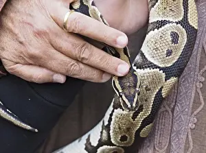 Drucke von Nahaufnahme eines Python-Schlangen, die gehalten wird, hervorhebt ihre intricate Hautmuster Python Drucke: Nahaufnahme eines Python-Schlangen, die gehalten wird.
