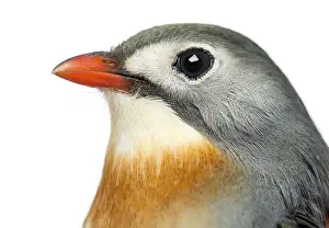 Wild Animal Portrait Photography Drucke: Close-up of a Red-billed Leiothrix