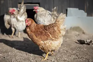 Drucke von Ein Nahaufnahme einer roten Hühner auf einem Bauernhof Hühner Drucke: Nahaufnahme einer roten Hühner auf einem Bauernhof.