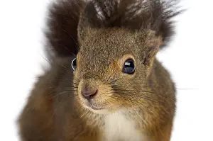 Bright Light Colored Background Photo Drucke: Close-up of a Red squirrel in front of a white background