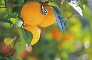 Green Leaf Details Drucke: Close-up of three ripe oranges on a tree